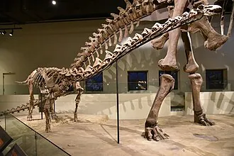 ราเพโทซอรัส (Rapetosaurus)