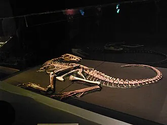 แรปทอเร็กซ์ (Raptorex)