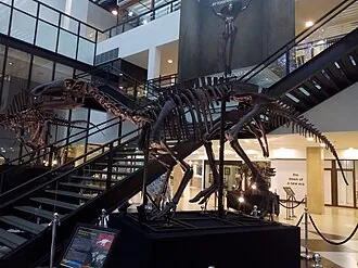 ราชสีมาซอรัส (Ratchasimasaurus)