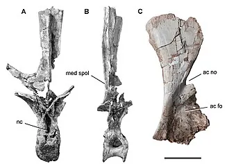 เรบบาคิซอรัส (Rebbachisaurus)