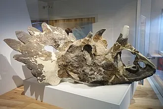 เรกาลิเซอราทอปส์ (Regaliceratops)