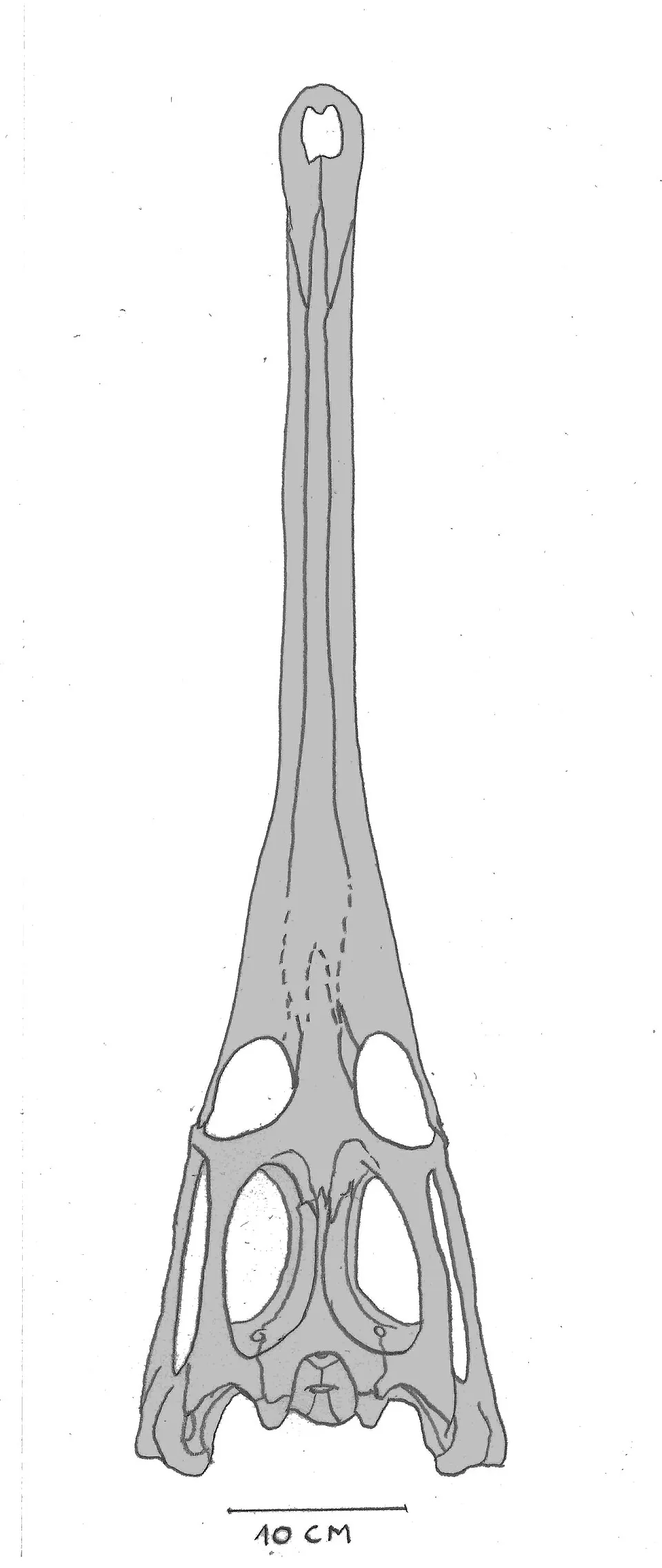 ราบโดกนาทัส (Rhabdognathus)