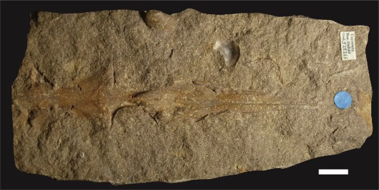แรมโฟเซฟาลัส (Rhamphocephalus)