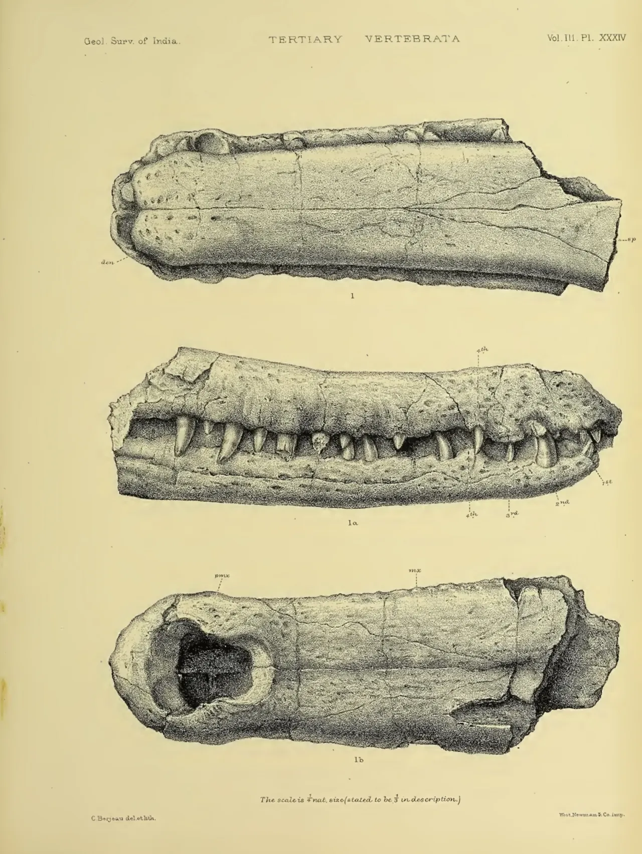 รัมโฟซูคัส (Rhamphosuchus)