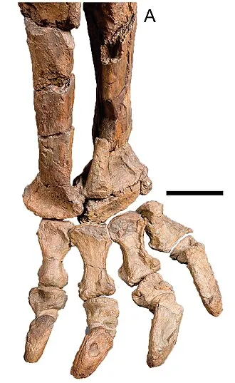 โรอีโทซอรัส (Rhoetosaurus)