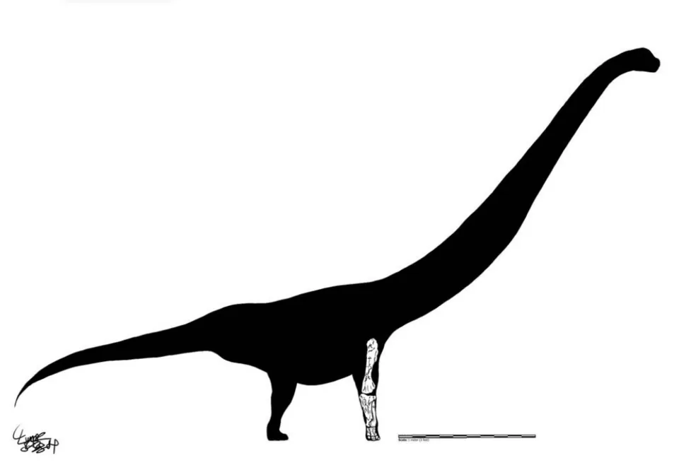 โรมาเลโอพาคัส (Rhomaleopakhus)