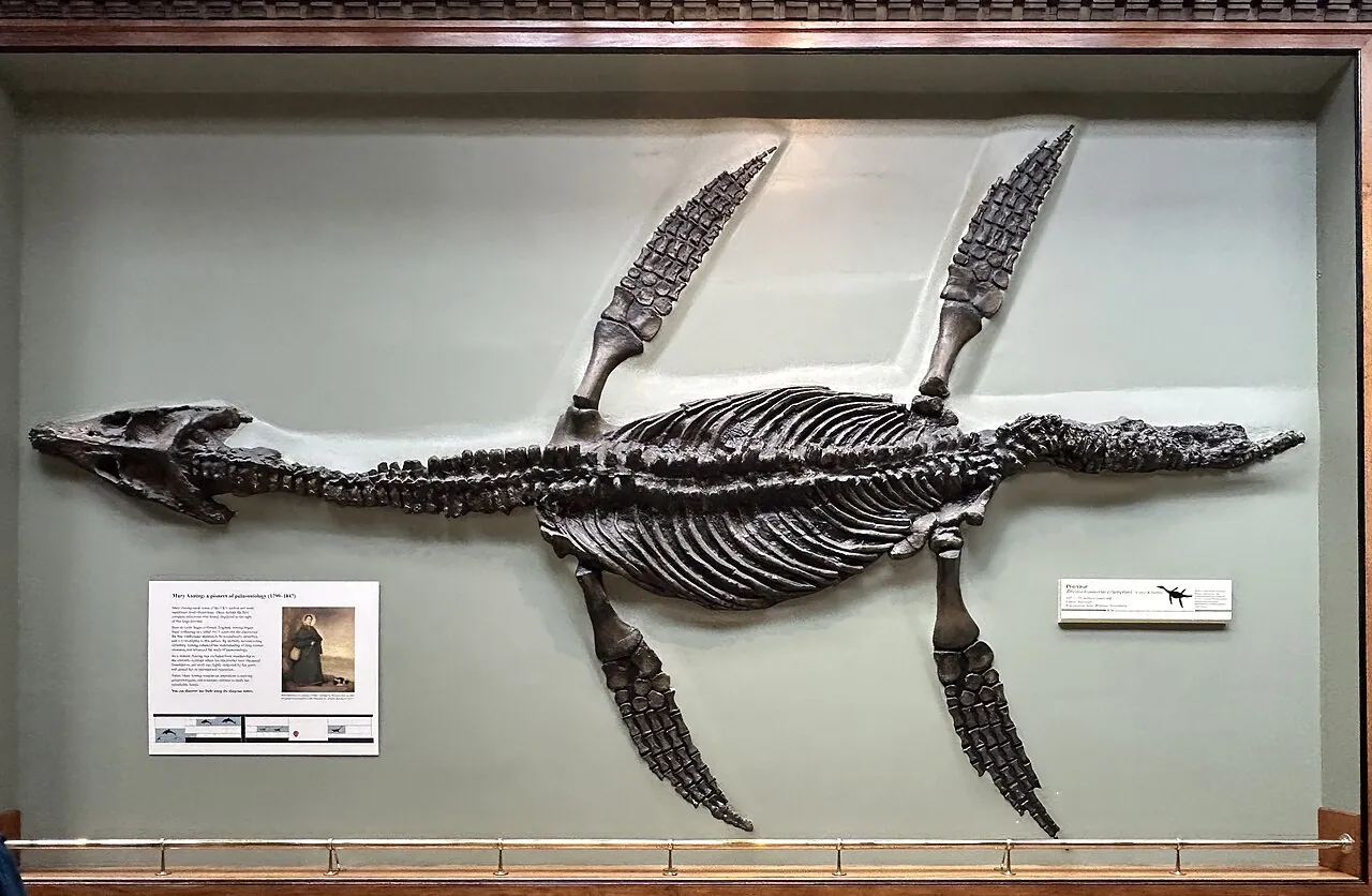 โรมาลีโอซอรัส (Rhomaleosaurus)