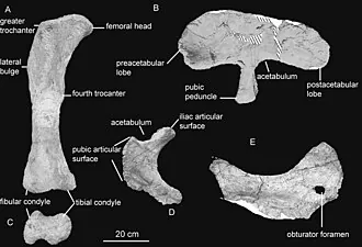 โรคาซอรัส (Rocasaurus)