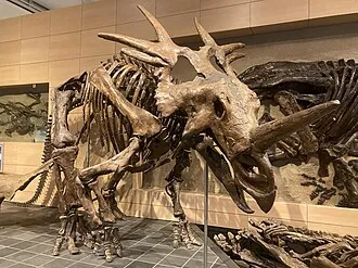 สติแรโคซอรัส (Rubeosaurus)