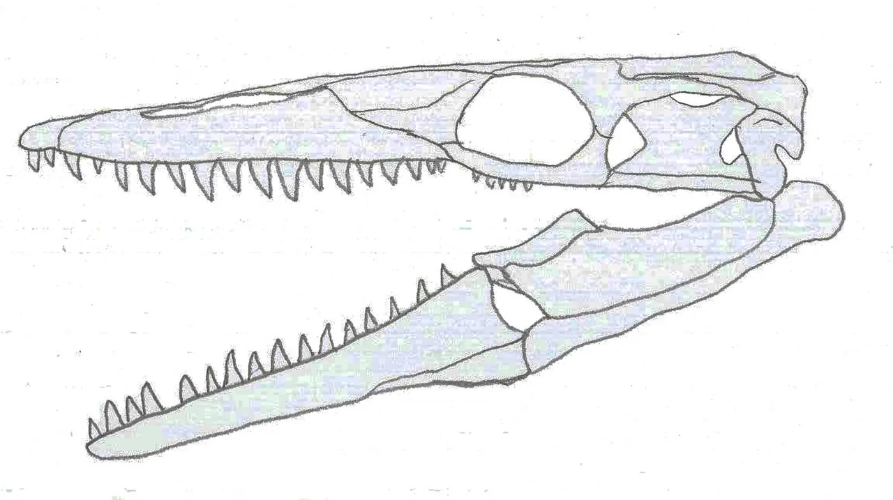 รัสเซลโลซอรัส (Russellosaurus)