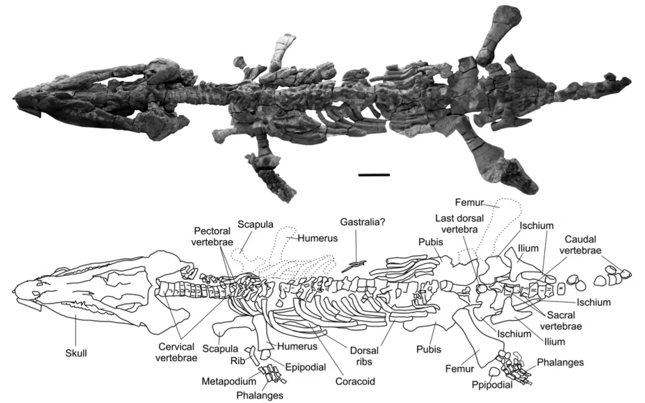 ซาชิคาซอรัส (Sachicasaurus)