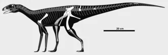 ซาซิซอรัส (Sacisaurus)