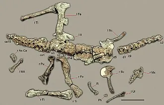 ซานฮวนซอรัส (Sanjuansaurus)