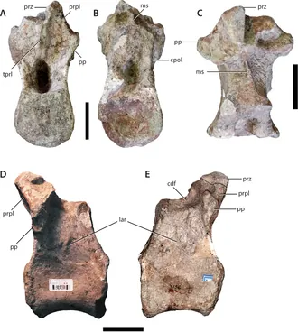 ซานพาซอรัส (Sanpasaurus)