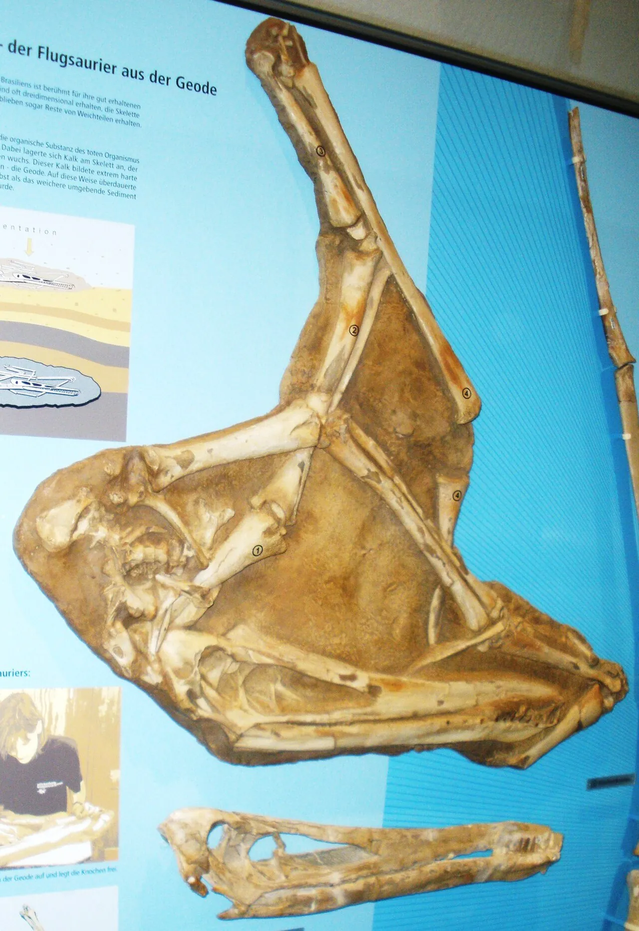 ซานตานาแดกทิลัส (Santanadactylus)