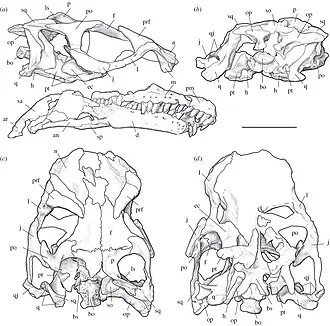 ซาราห์ซอรัส (Sarahsaurus)