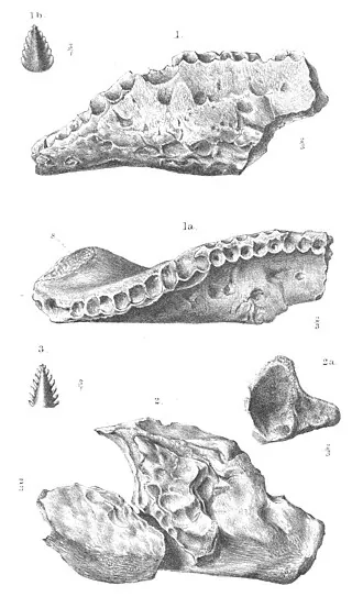 ซาร์โคเลสทีส (Sarcolestes)