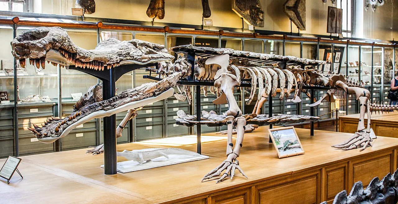 ซาร์โคซูคัส (Sarcosuchus)