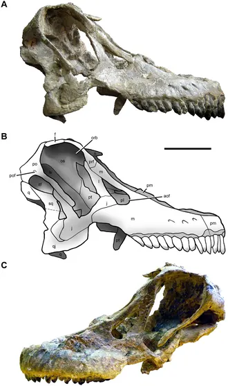 ซาร์เมียนโตซอรัส (Sarmientosaurus)