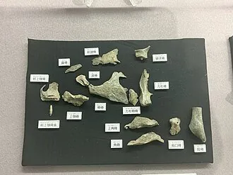 ซาซายามาโนมัส (Sasayamagnomus)