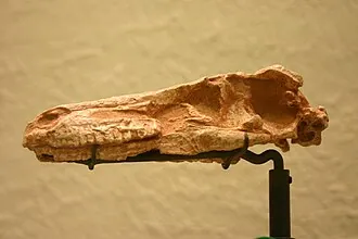 ซอรอร์นิธอยดีส (Saurornithoides)