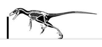 ซอรอร์นิโธเลสเตส (Saurornitholestes)