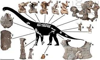 ซาวันนาซอรัส (Savannasaurus)