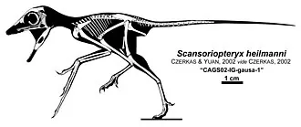 สแกนซอริออปเทอริกซ์ (Scansoriopteryx)