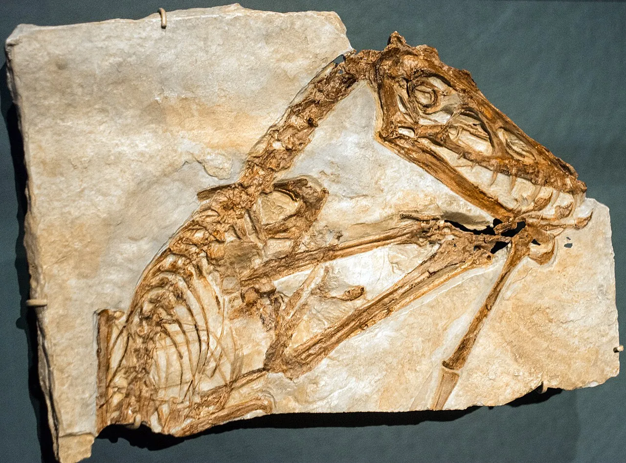 สแคฟอกนาทัส (Scaphognathus)