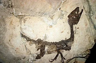 สคิปิโอนิกซ์ (Scipionyx)