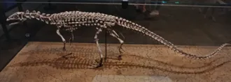 สคิวเทลโลซอรัส (Scutellosaurus)