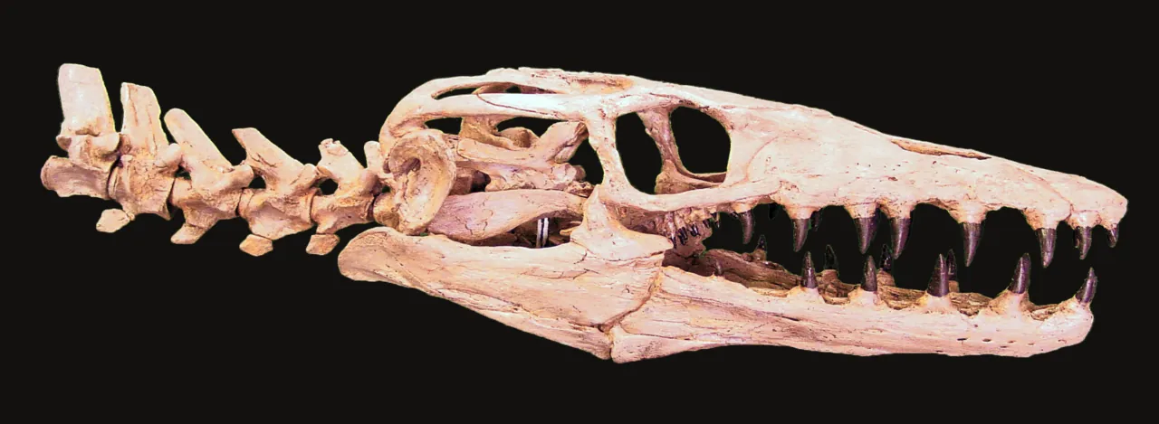 เซลมาซอรัส (Selmasaurus)