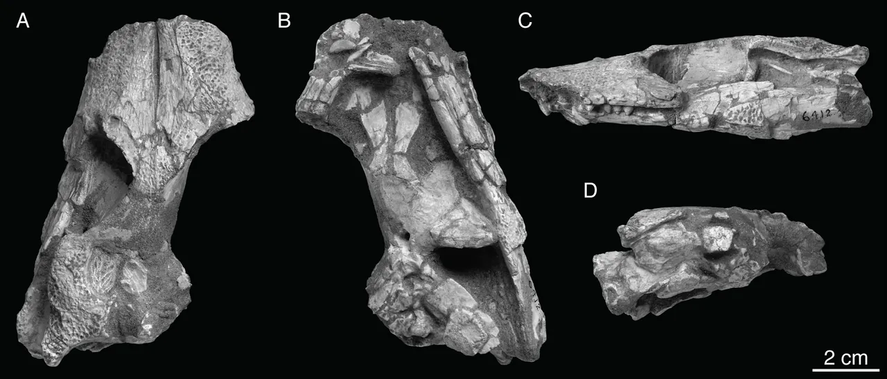 ชาโมซูคัส (Shamosuchus)
