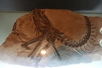 เชนโจซอรัส (Shenzhousaurus)