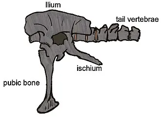 สยามโมไทรันนัส (Siamotyrannus)