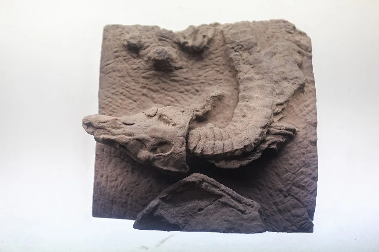 เสฉวนโนซูคัส (Sichuanosuchus)