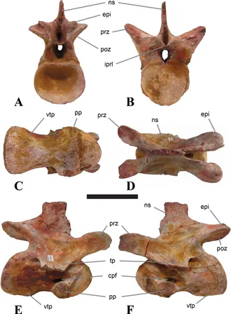 ซิจิลมาซาซอรัส (Sigilmassasaurus)