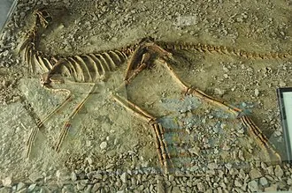 ไซเลซอรัส (Silesaurus)