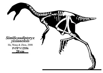 ซิมิลิคอดิปเทอริกซ์ (Similicaudipteryx)