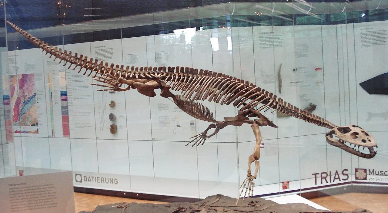 ซิโมซอรัส (Simosaurus)