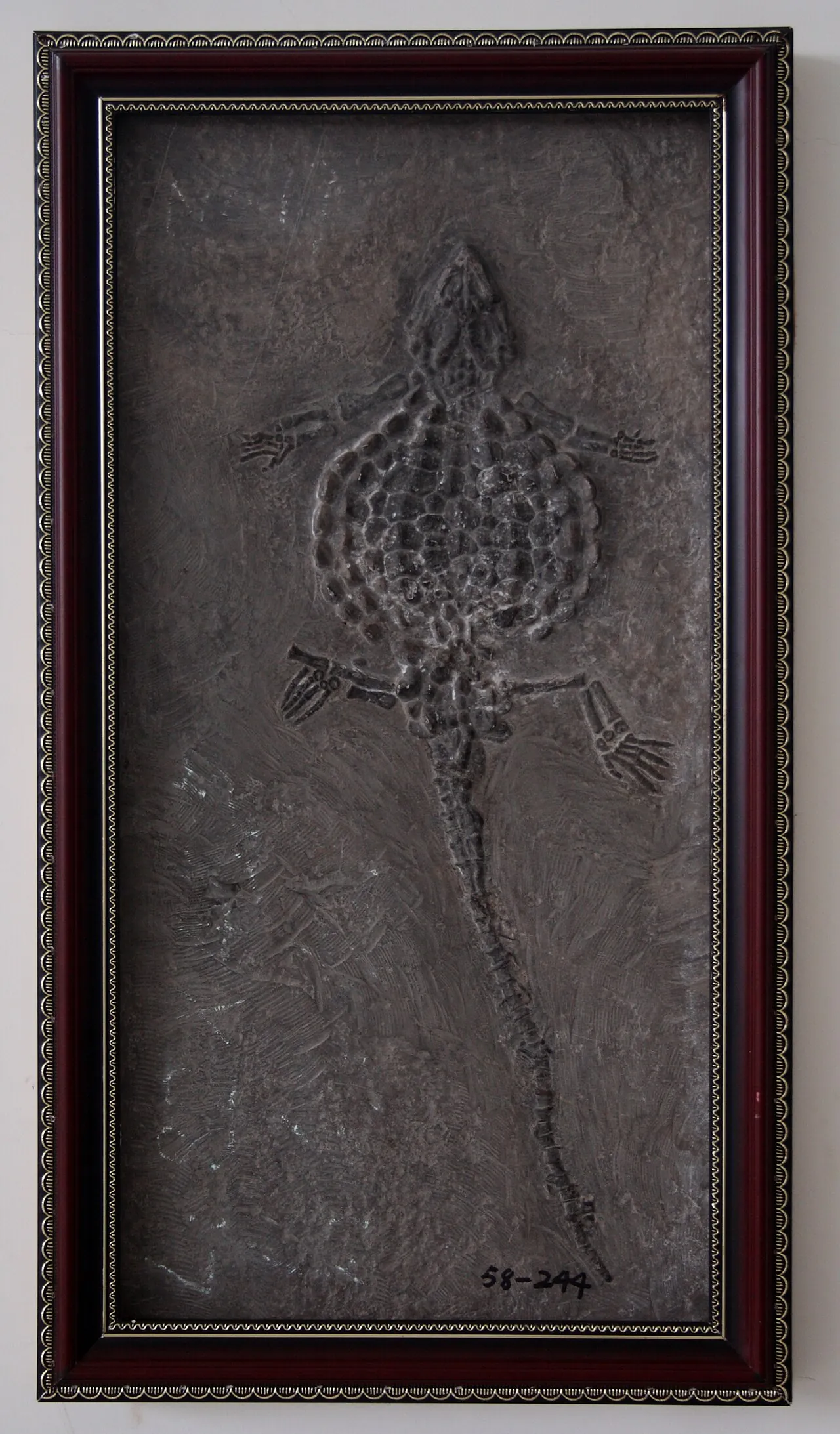 ซิโนไซอาโมดุส (Sinocyamodus)