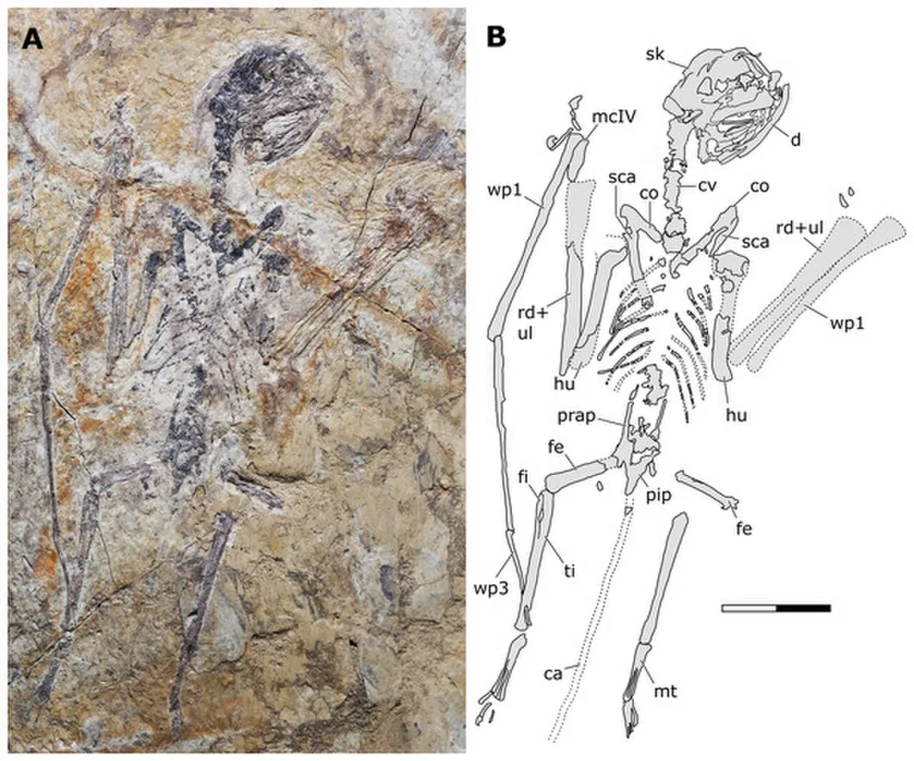 ซิโนมาโครปส์ (Sinomacrops)