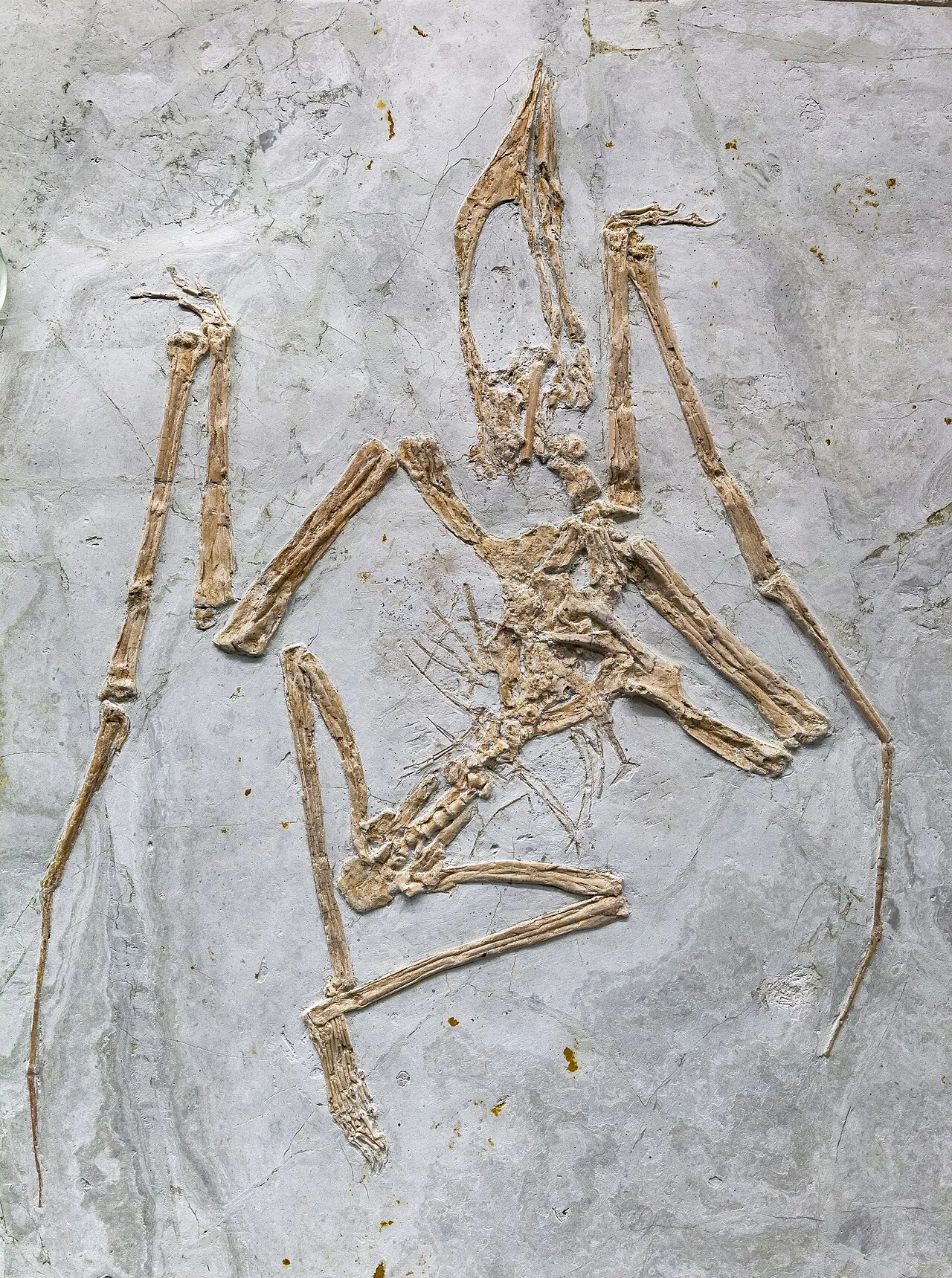 ซินอปเทอรัส (Sinopterus)