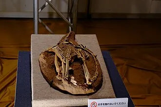ไซนอร์นิทอยดีส (Sinornithoides)