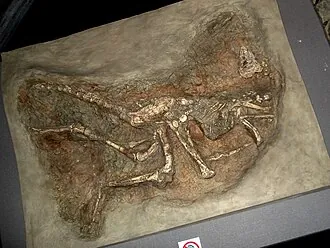 ซิโนร์นิธโอมิมัส (Sinornithomimus)