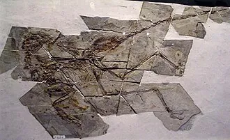 ซิโนร์นิธोซอรัส (Sinornithosaurus)