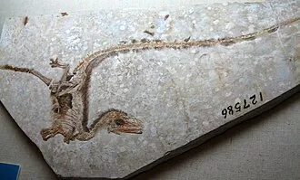 ซิโนซอรอปเทอริกซ์ (Sinosauropteryx)