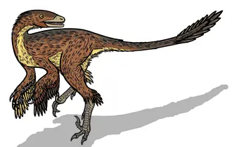 ไซนูโซนาซัส (Sinusonasus)