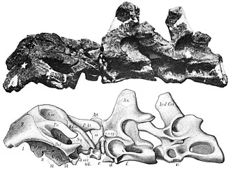 สมิทาโนซอรัส (Smitanosaurus)