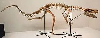 สเตาริโคซอรัส (Staurikosaurus)